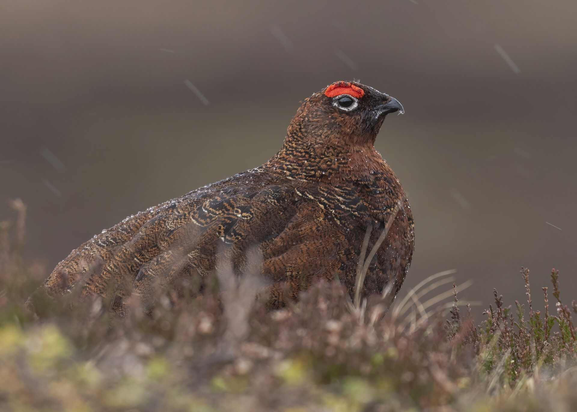 Grouse