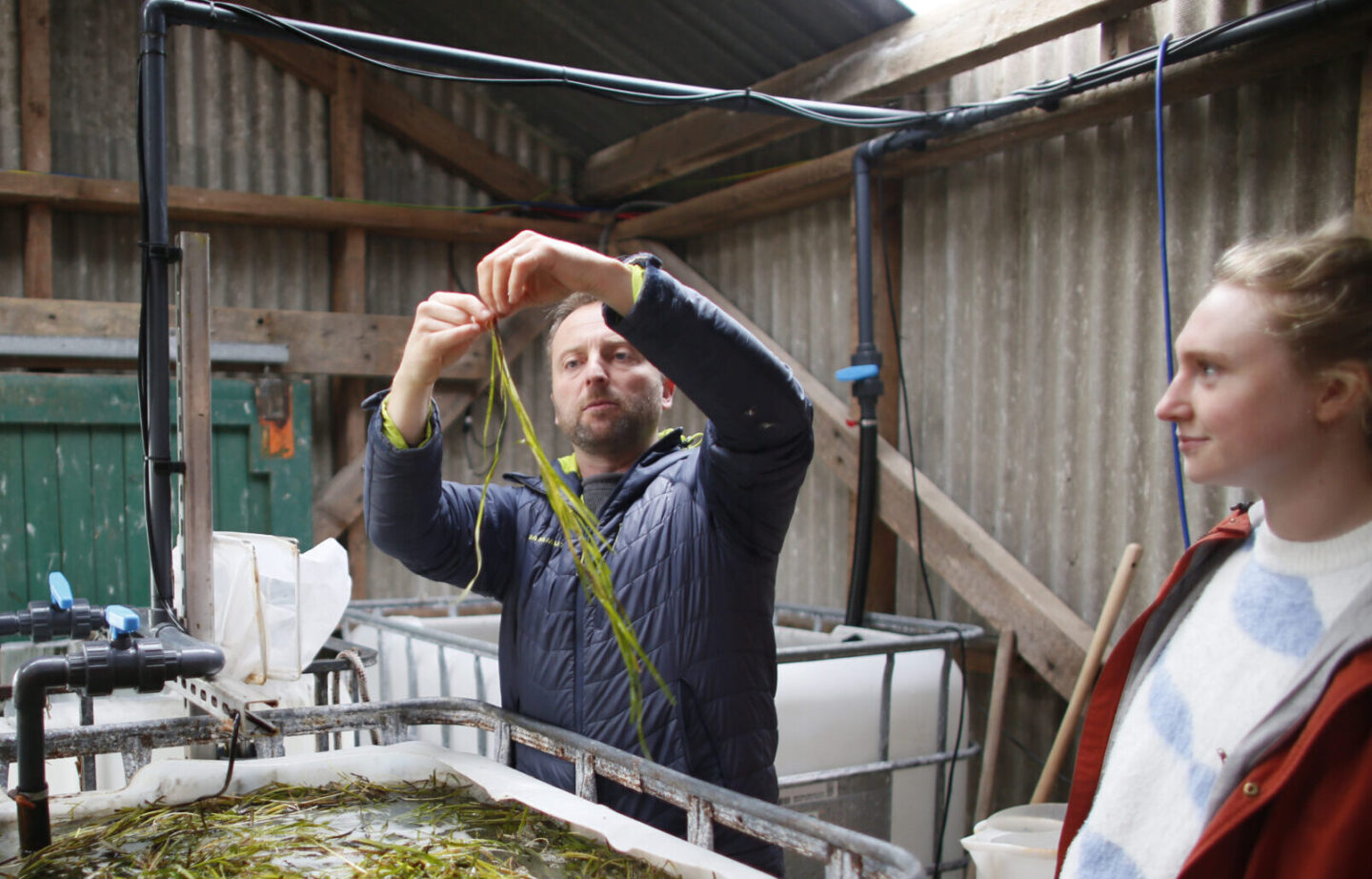 seagrass climate change