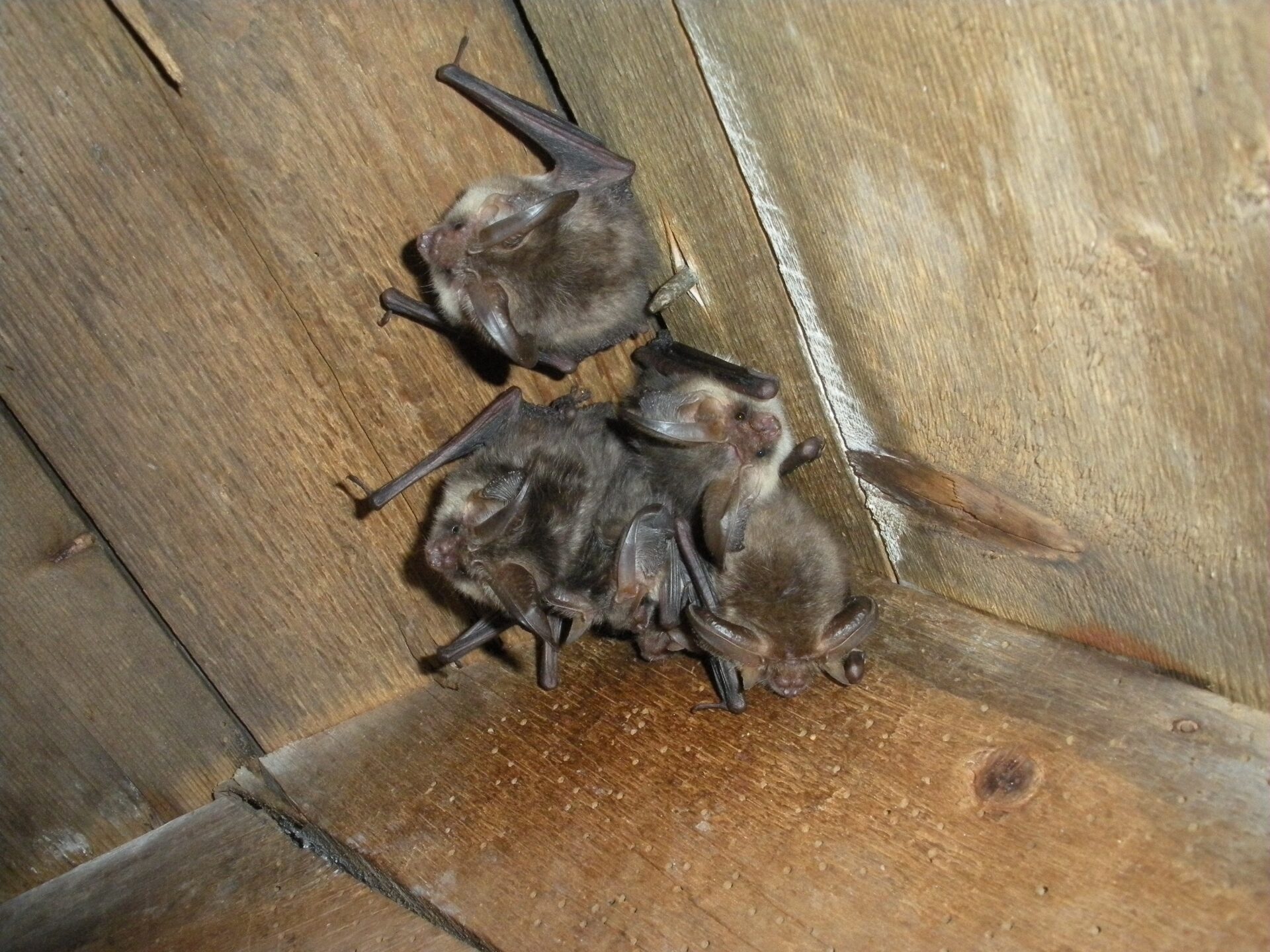 NatureScot axes free service for people needing advice on bats