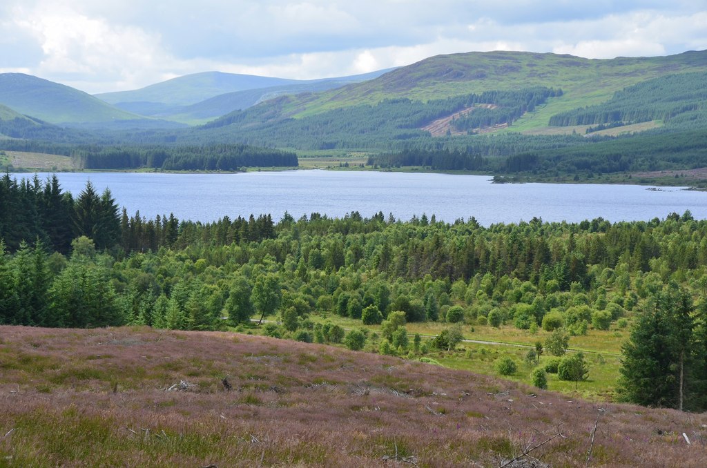Non-native trees dominate Galloway forest at centre of would-be national park