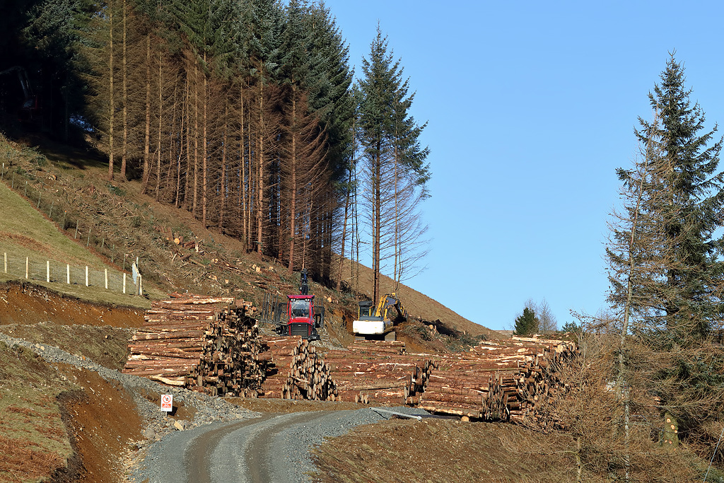 Half of Argyll commercial forests flouting green rules, says watchdog