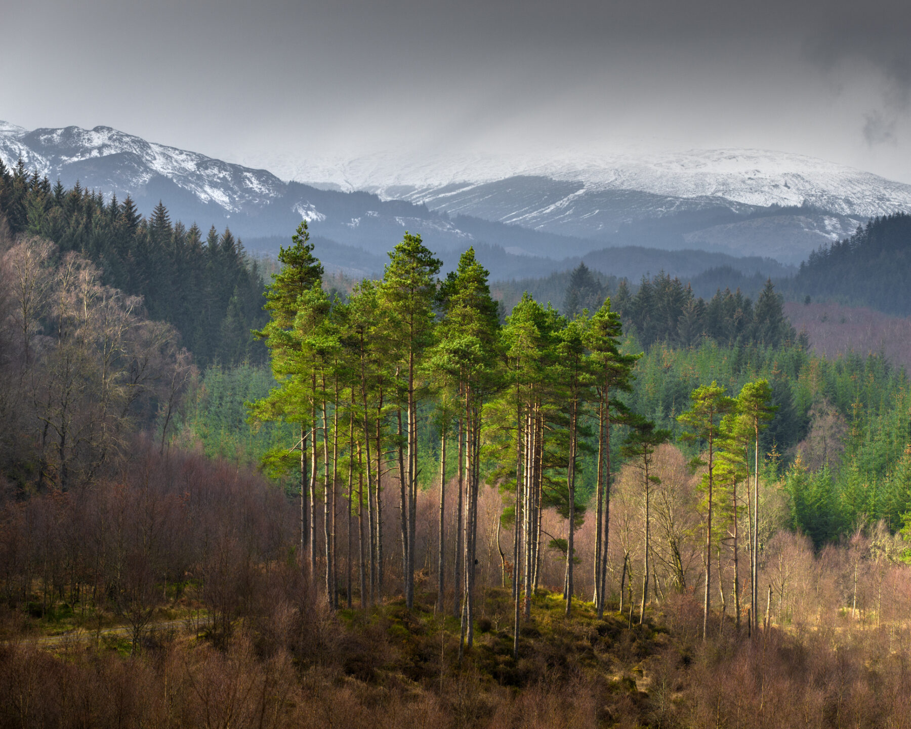 bank land reform ‘Greenwashing territory’: Tree-planting Abrdn boosts investments in US fossil fuel firms
