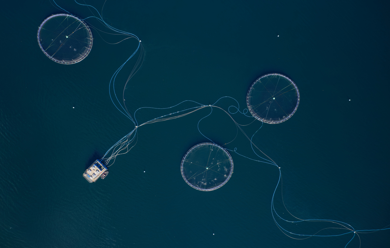 Fish farming company to stop using lumpfish to remove sea lice from salmon
