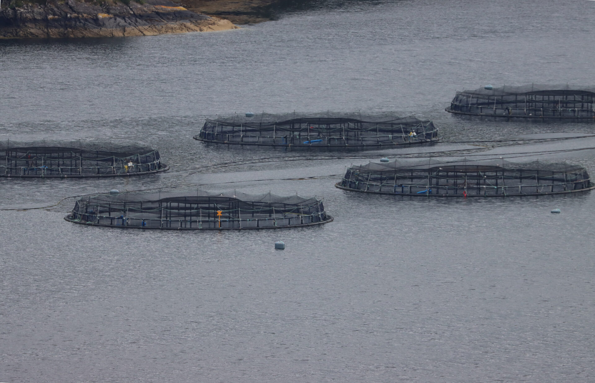 More than 100 environmental breaches at fish farms