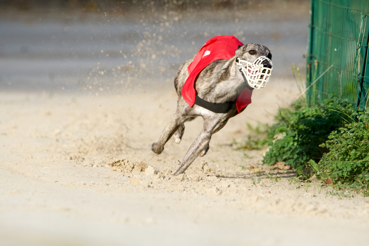Scots trainers racing greyhounds in England are transporting dogs “illegally”