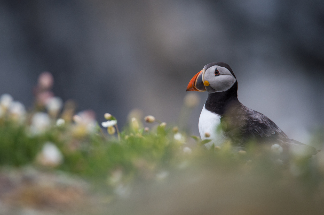 Scotland's seas in danger