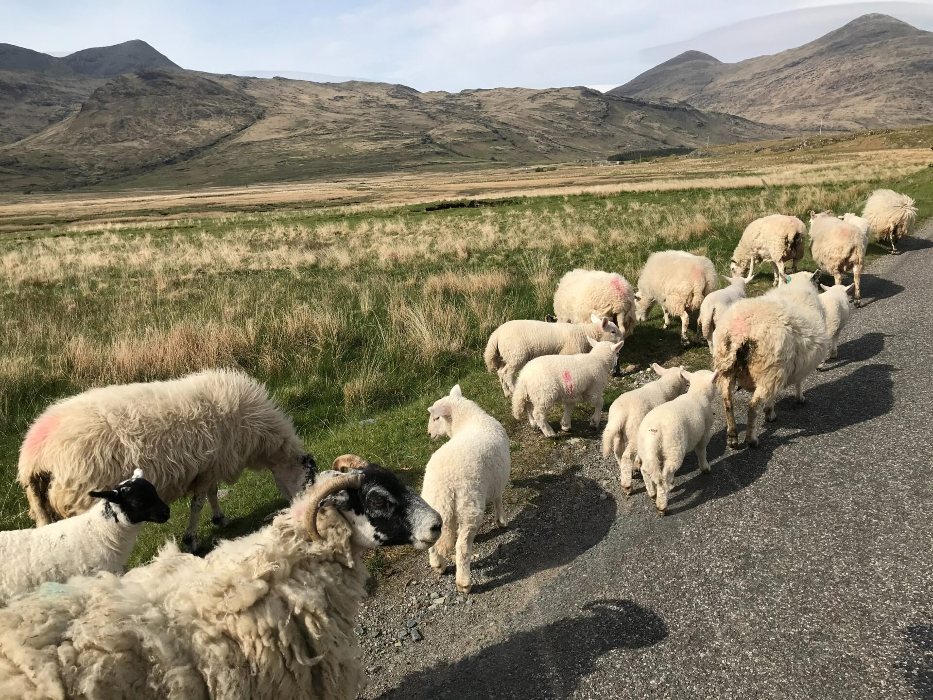 electric shock collars dog attacks sheep