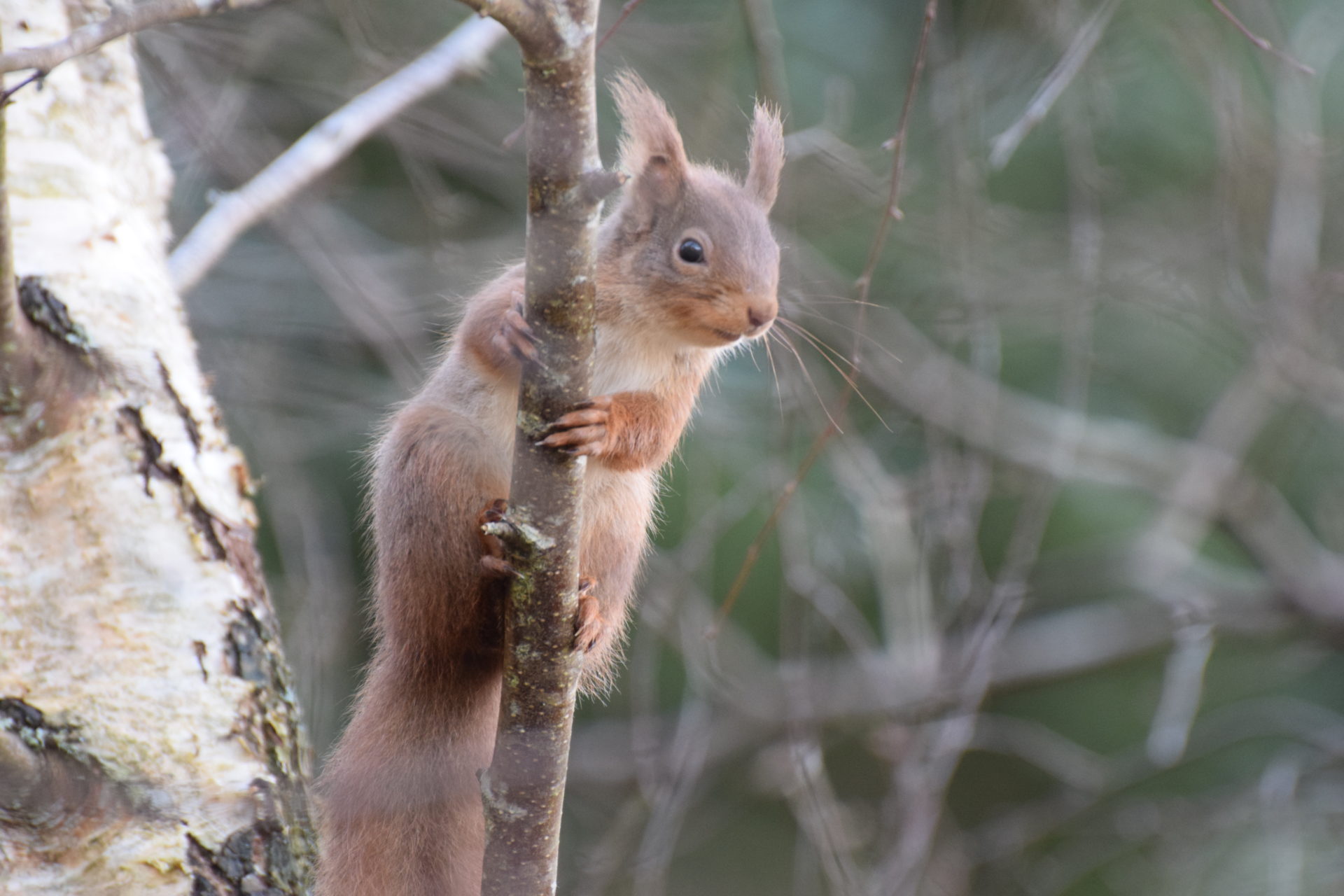 We may have lost red squirrel nests, says forestry agency￼