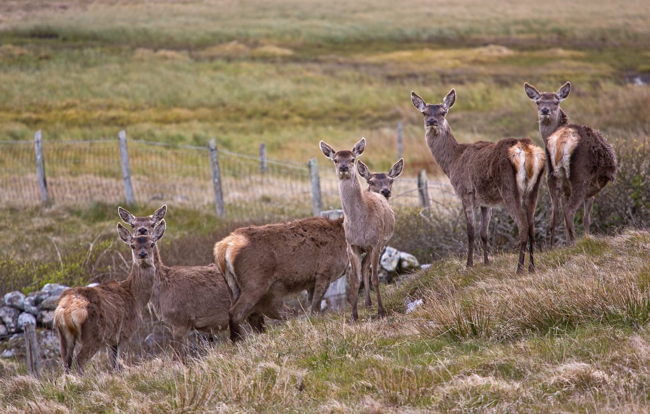 A small group of red deer hinds standing on a grassy hillside near a fence, looking toward the camera.
