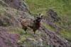 Goat trophy hunting continues years after Scottish Government review vow