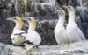 Bird flu pushes ‘globally important’ Scottish seabirds into decline