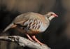 Article: Study to gauge impacts of gamebirds on Scotland's native species to go ahead Image description: A red-legged partrid