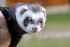 ferret