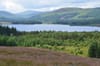 Non-native trees dominate Galloway forest at centre of would-be national park