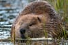 NatureScot failing to enforce humane killing of beavers, say critics