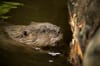 63 beavers shot in Scotland last year