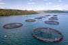Salmon farm firm fined £800,000 after employee drowned