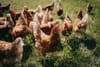 chickens on a farm