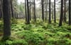 Trees in a Scottish forest