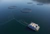 Article: "Explainer: Scottish fish farming" Image description: This image shows an aquaculture setup in open water, featuring