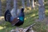 Rare capercaillie under threat from gamebirds
