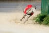 Article headline: Scots trainers racing greyhounds in England are transporting dogs “illegally” Image description: Front view