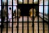 Four people die every week in Scotland while in state custody or care