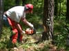 Fewer than 1% of unauthorised tree fellings in Scotland result in prosecution
