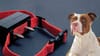 electric shock collars