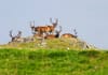 A group of red deer stags with large antlers resting and standing on a rocky grassy hill, against a clear sky.