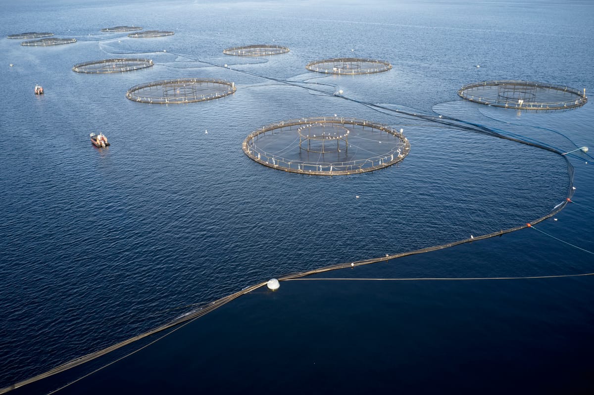 Named: the salmon farms rapped over animal welfare