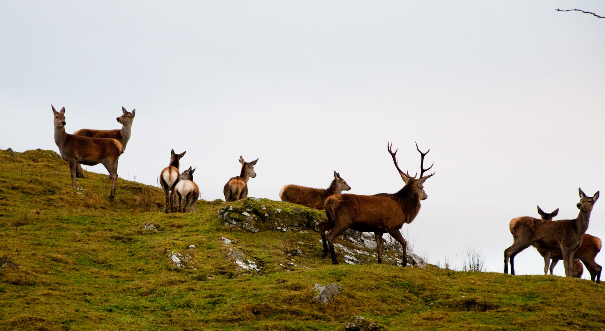 Deer are damaging hundreds of protected areas across Scotland. Experts can't agree how to stop them
